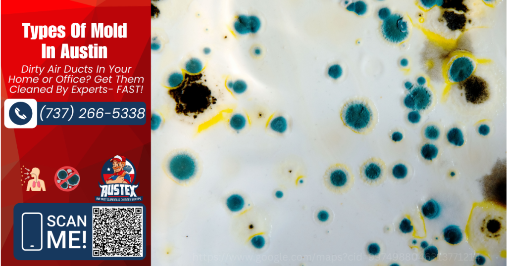 types of mold found in austin, tx austex air duct cleaning